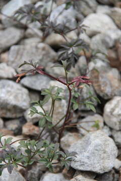 Imagem de Cardamine bipinnata (C. A. Mey.) O. E. Schulz