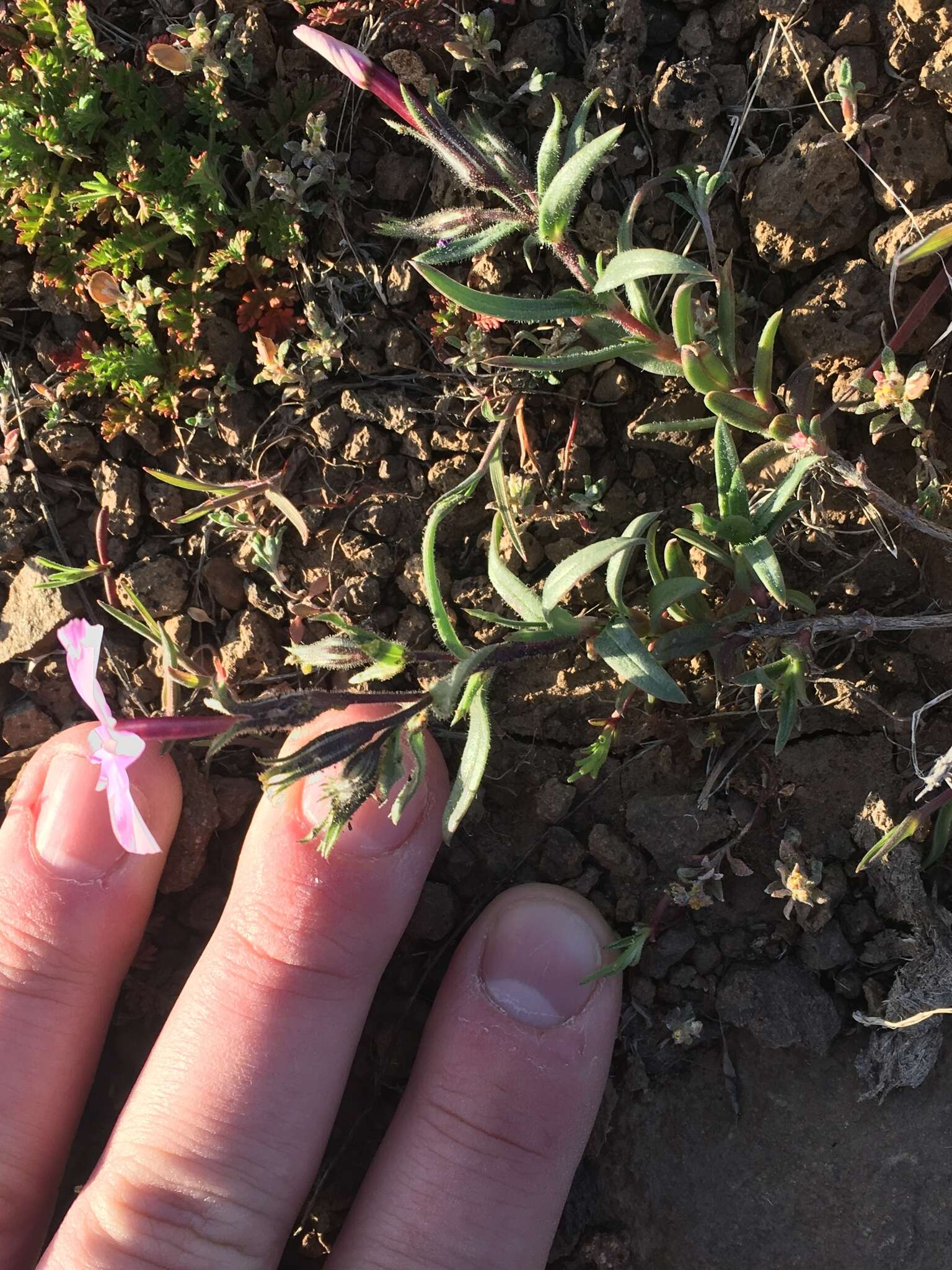 Image of cold-desert phlox