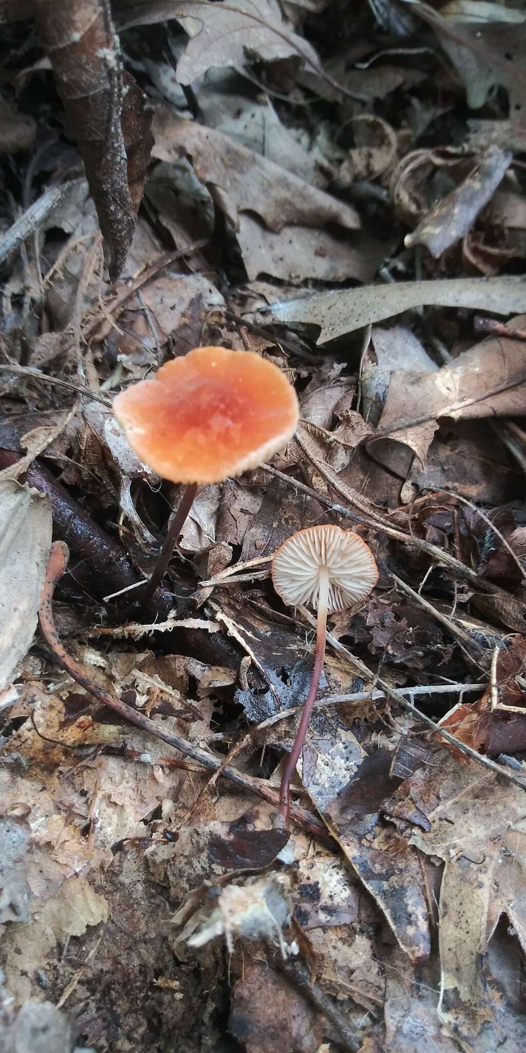 Image de Marasmius sullivantii Mont. 1856