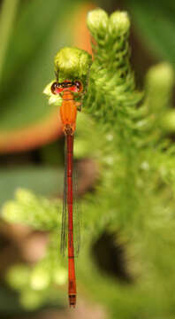 Imagem de Agriocnemis minima Selys 1877