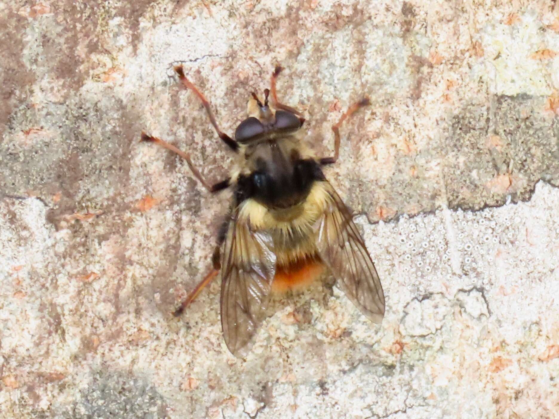 Image de Criorhina bubulcus (Walker 1849)