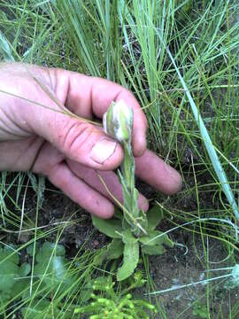 Image of Helichrysum monticola Hilliard