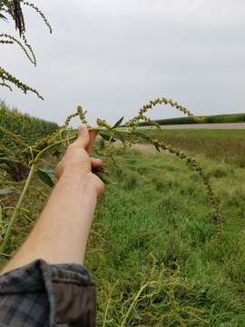 Image of Amaranthus tuberculatus var. rudis