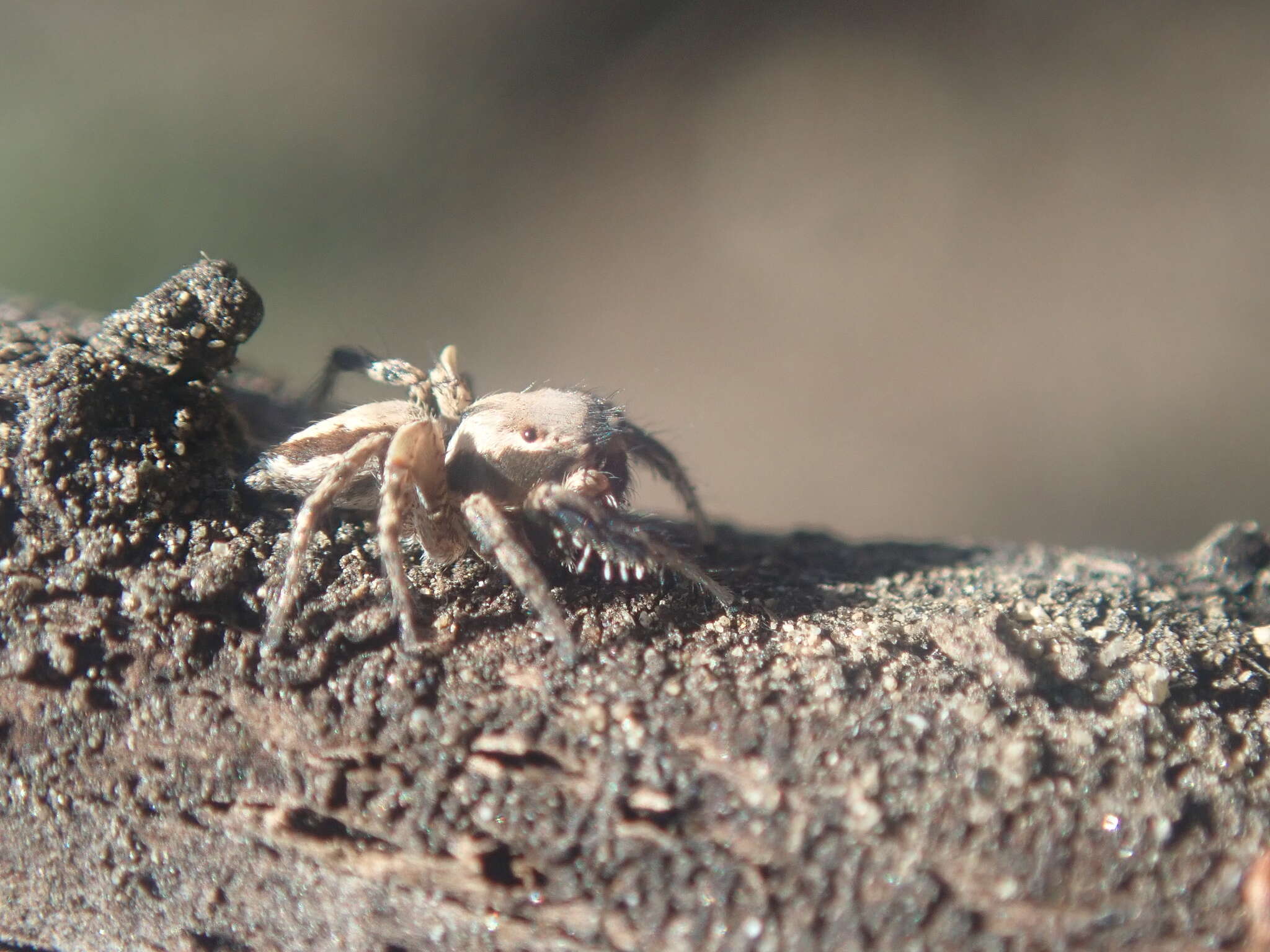 Image of Habronattus californicus (Banks 1904)