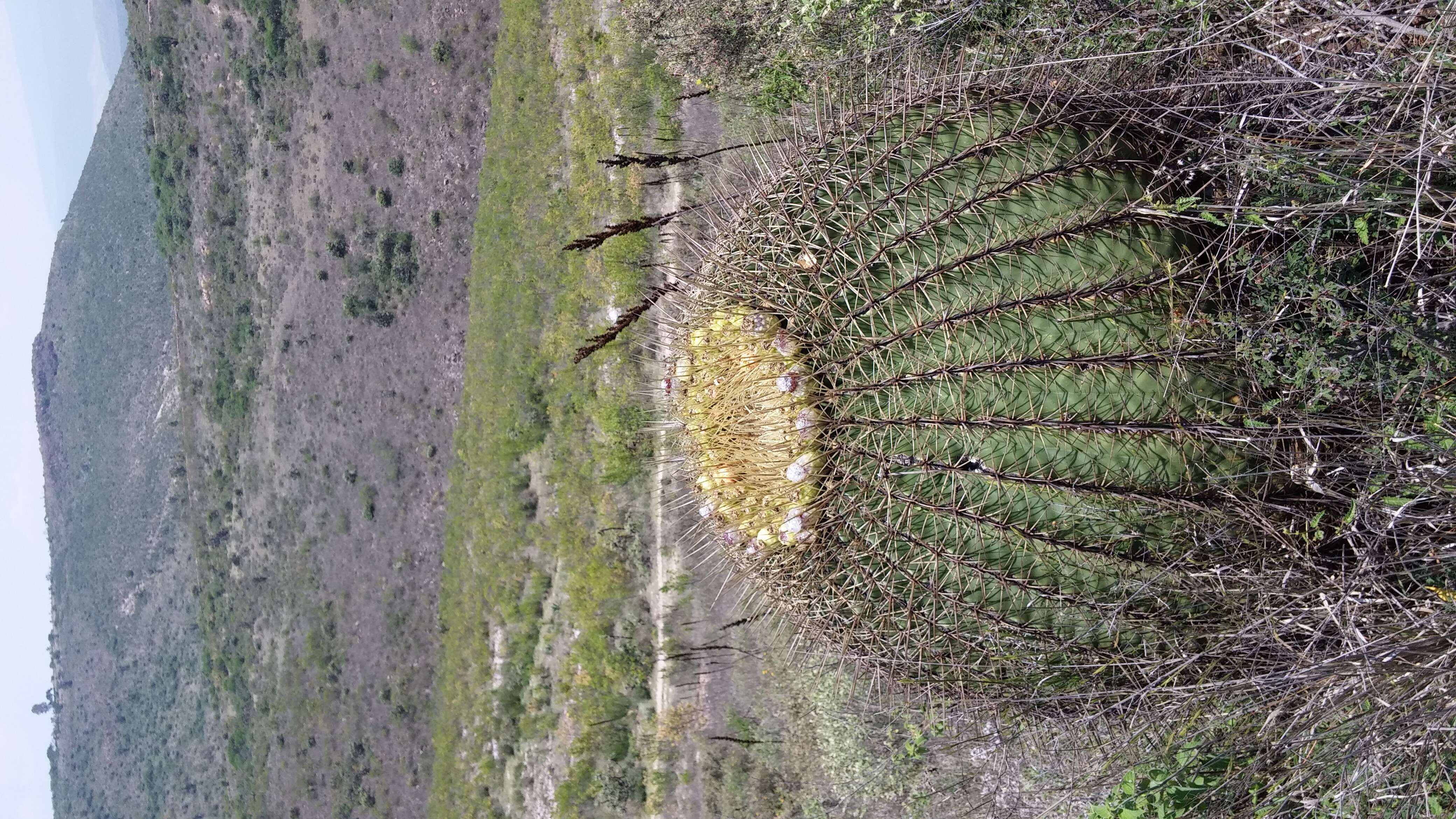 Image of Cactus