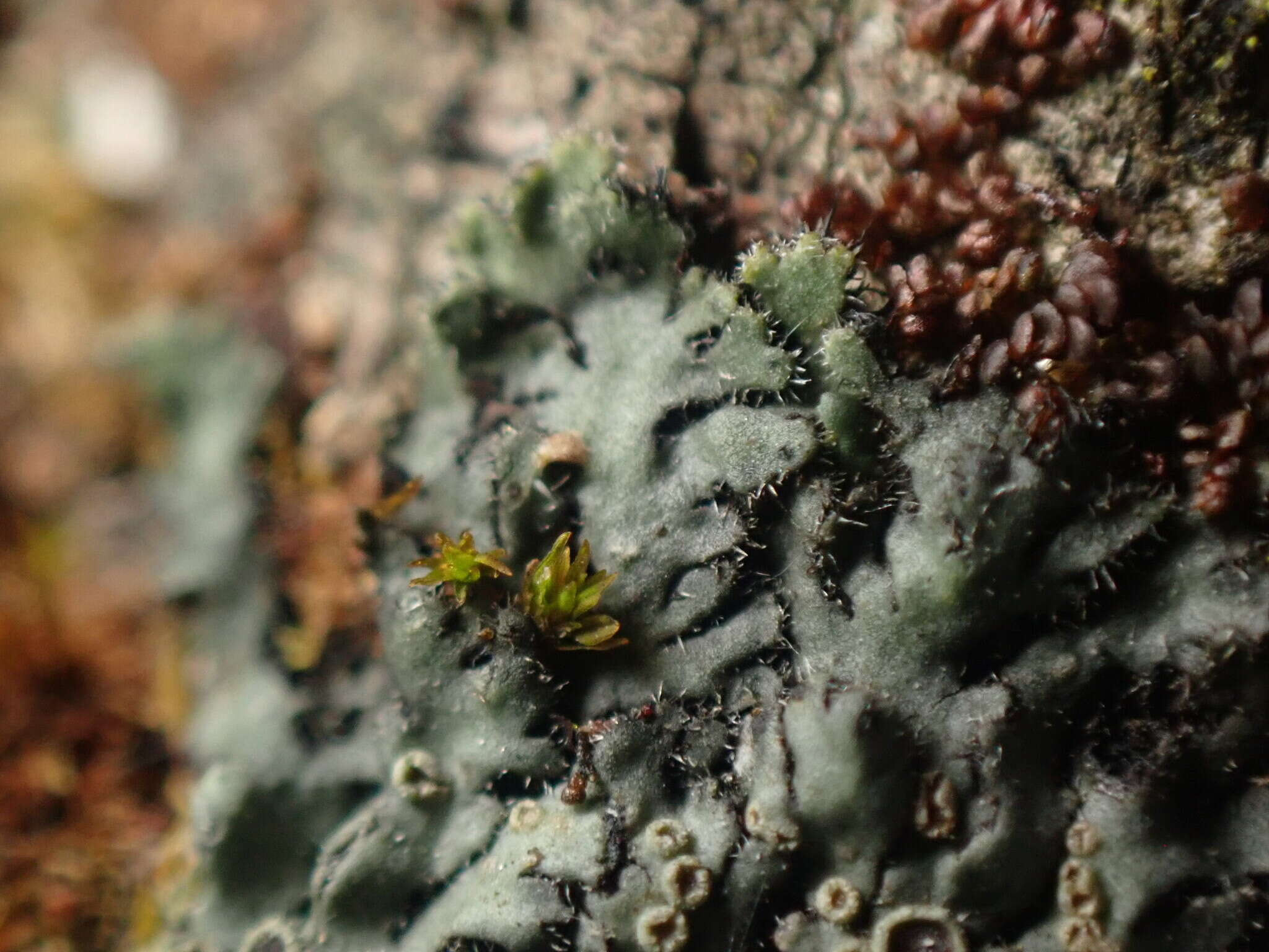 Image de Phaeophyscia hirsuta (Mereschk.) Essl.