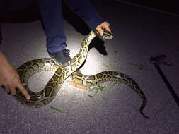 Image of Burmese python