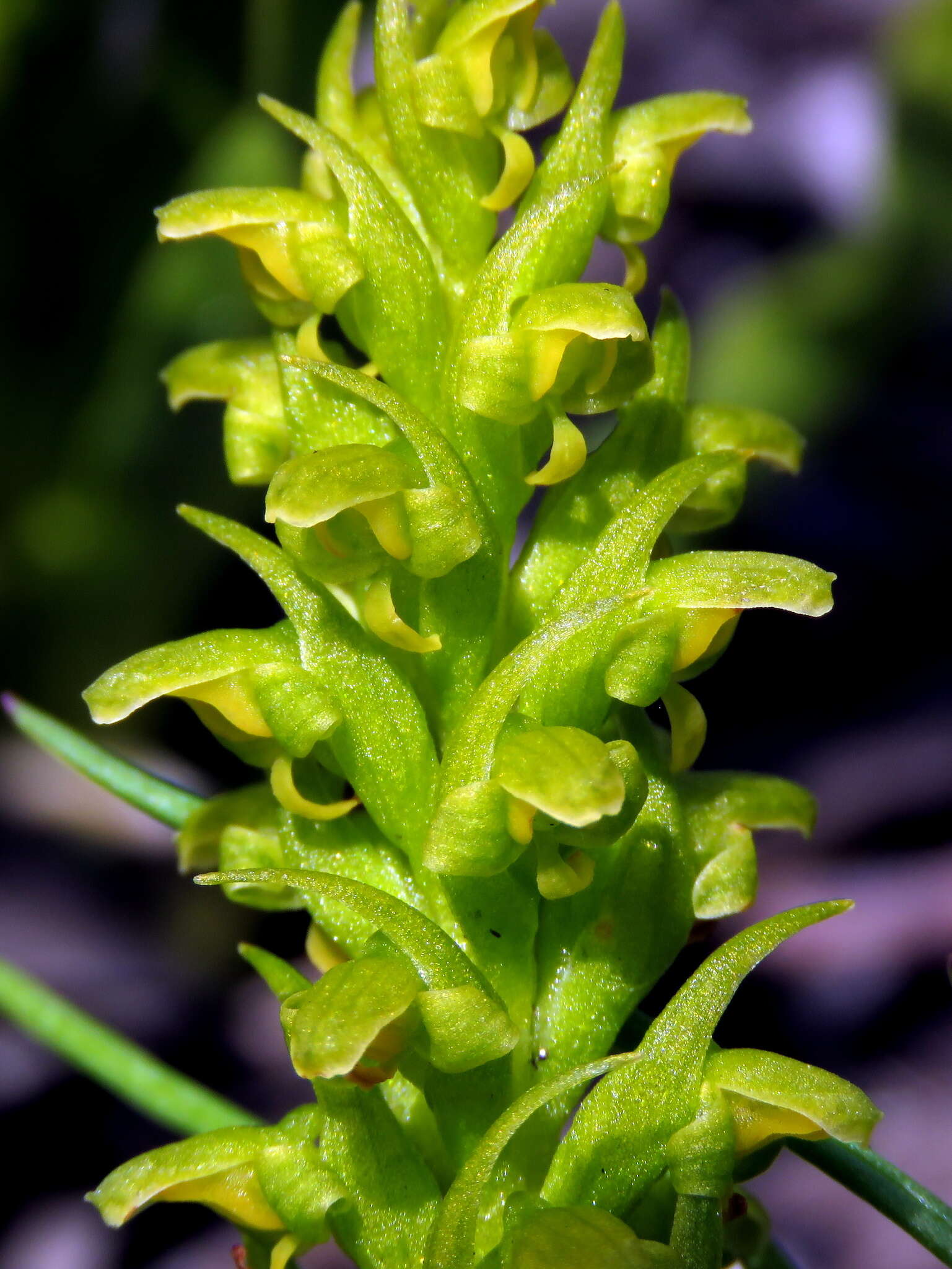 Disa cylindrica (Thunb.) Sw. resmi