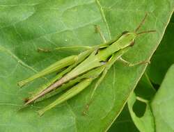 Image of Calephorops viridis Sjöstedt 1920