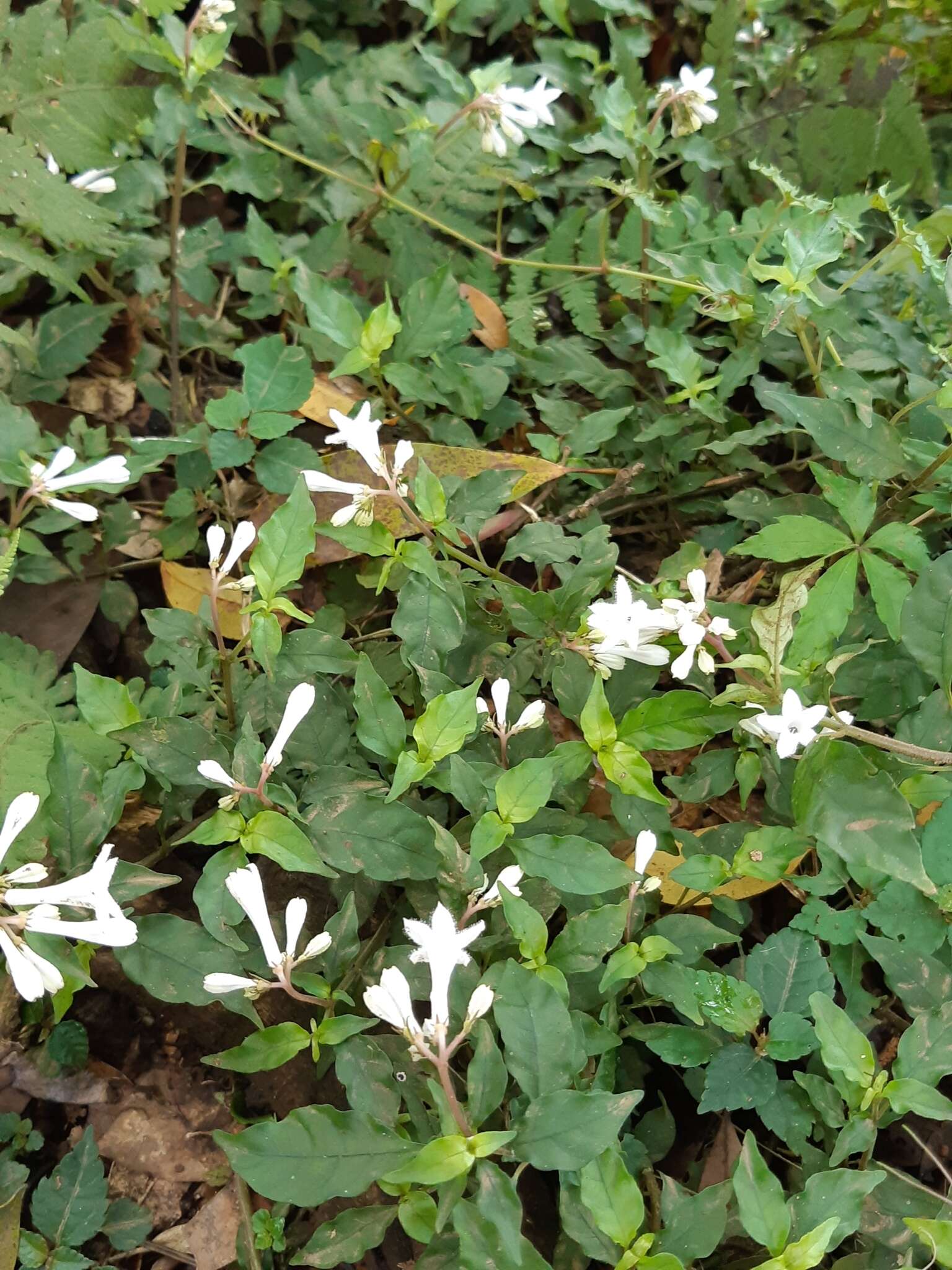 Plancia ëd Ophiorrhiza japonica Blume