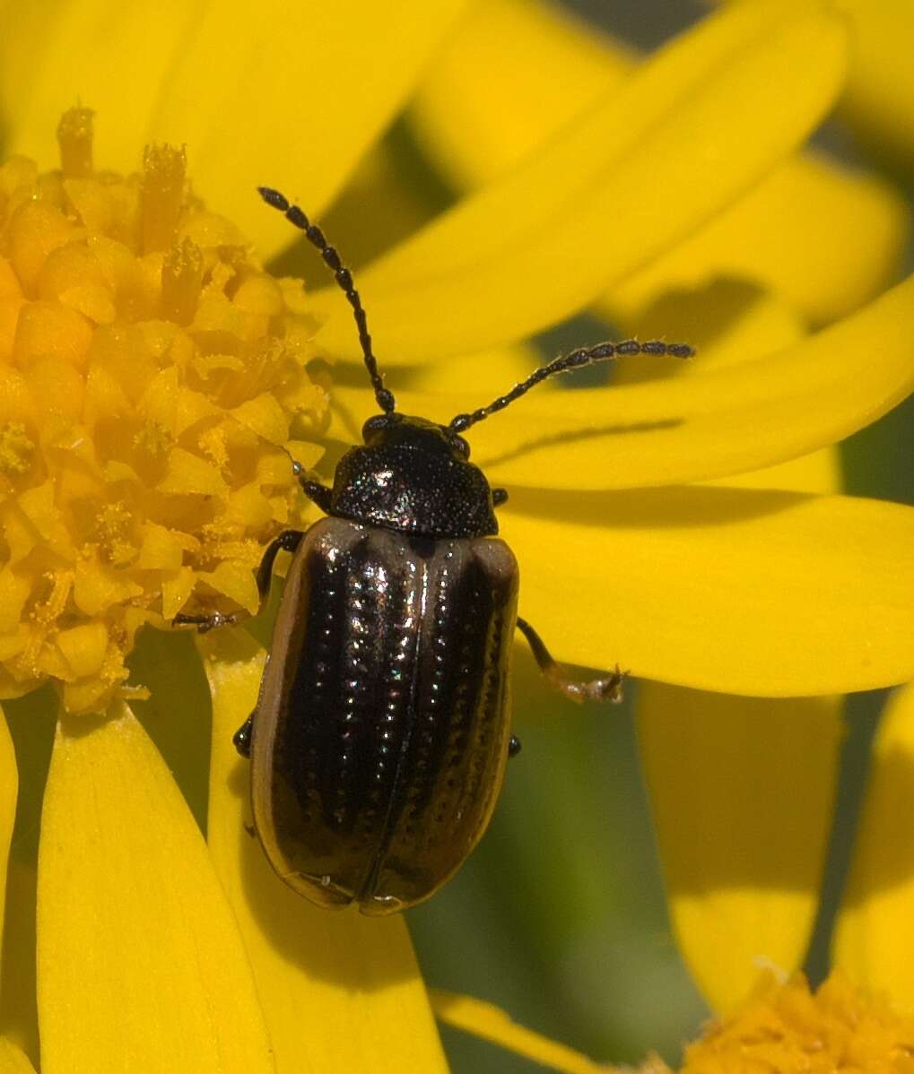 Image of Yellow-margined Leaf Beetle