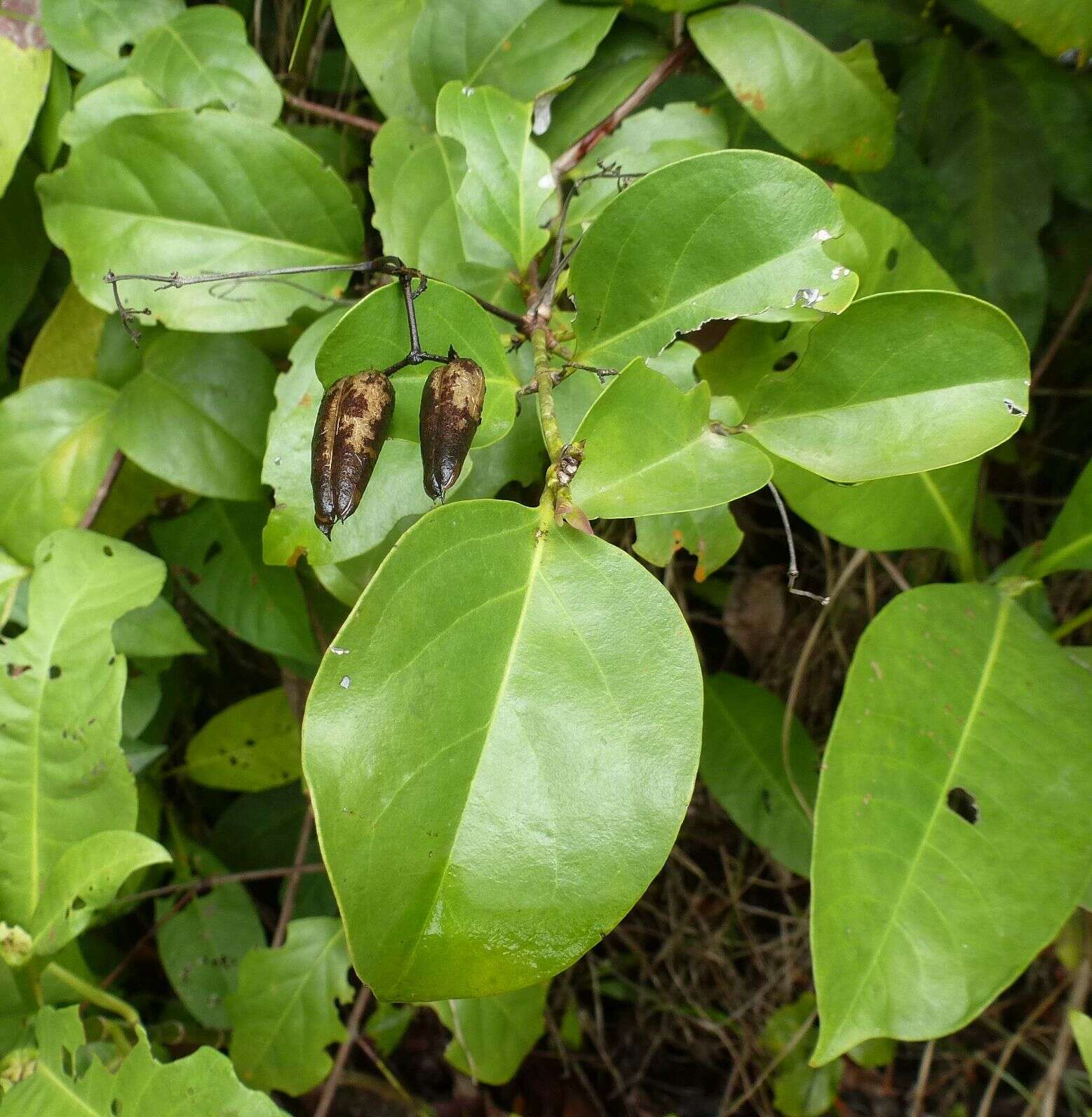 Imagem de Usteria guineensis Willd.