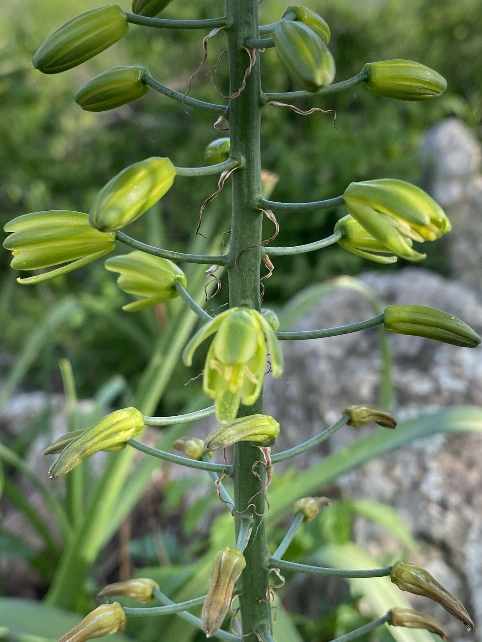 Image of Albuca abyssinica Jacq.