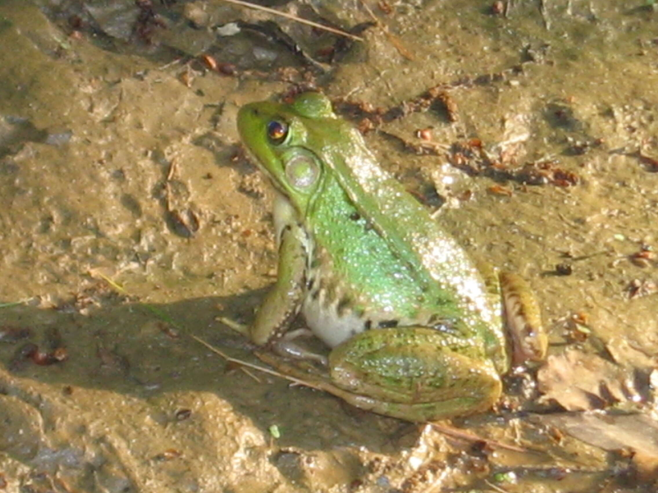 Sivun Lithobates clamitans (Latreille ex Sonnini de Manoncourt & Latreille 1801) kuva