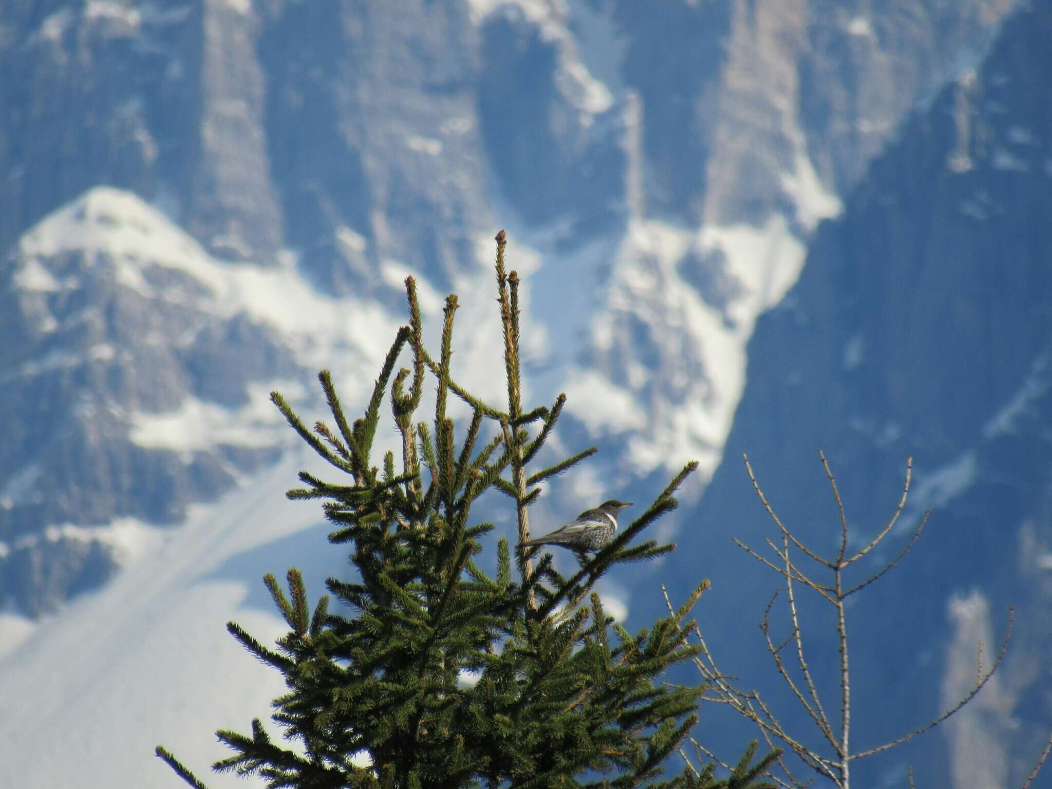 Image of Ring Ouzel