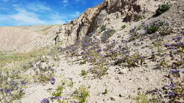 Phacelia crenulata var. ambigua (M. E. Jones) J. F. Macbr.的圖片