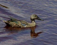 Image of Cape Shoveler