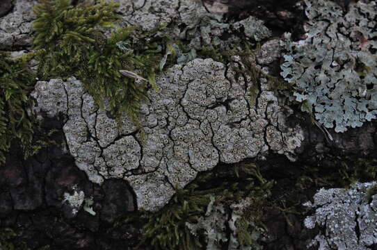 Image of barnacle lichen