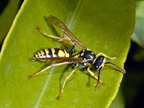 Image of Polistes bischoffi Weyrauch 1937