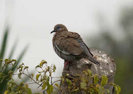 Image of West Peruvian Dove