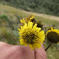 Image of Espeletia argentea Humb. & Bonpl.