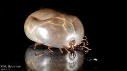 Image of Bush tick