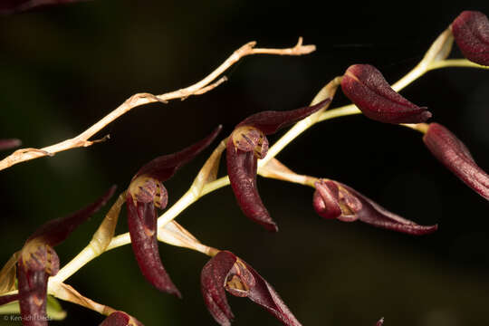 Image of Stelis megachlamys (Schltr.) Pupulin