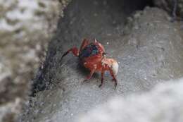 Metopograpsus latifrons (White 1847) resmi