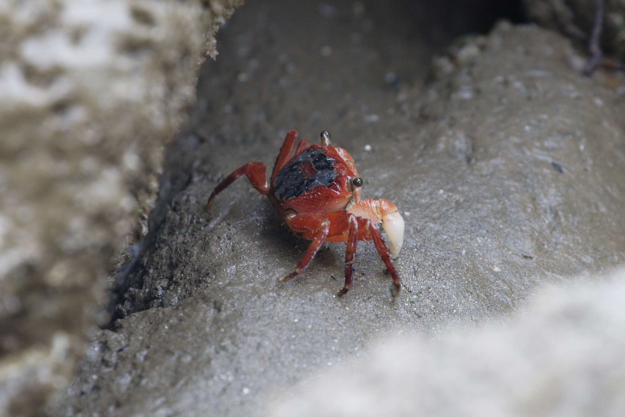 Image of Metopograpsus latifrons (White 1847)