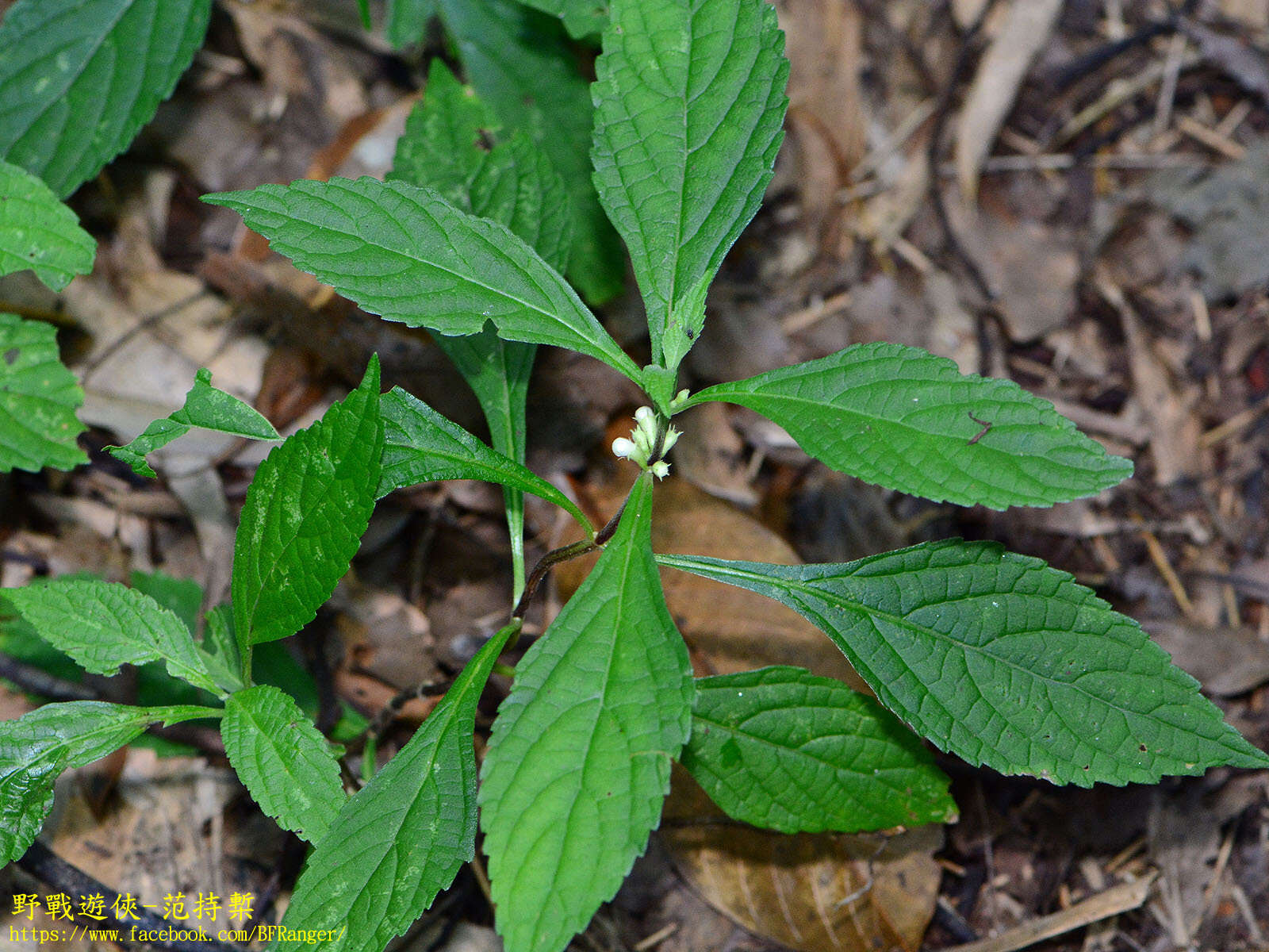 Image of Paraphlomis formosana (Hayata) T. H. Hsieh & T. C. Huang