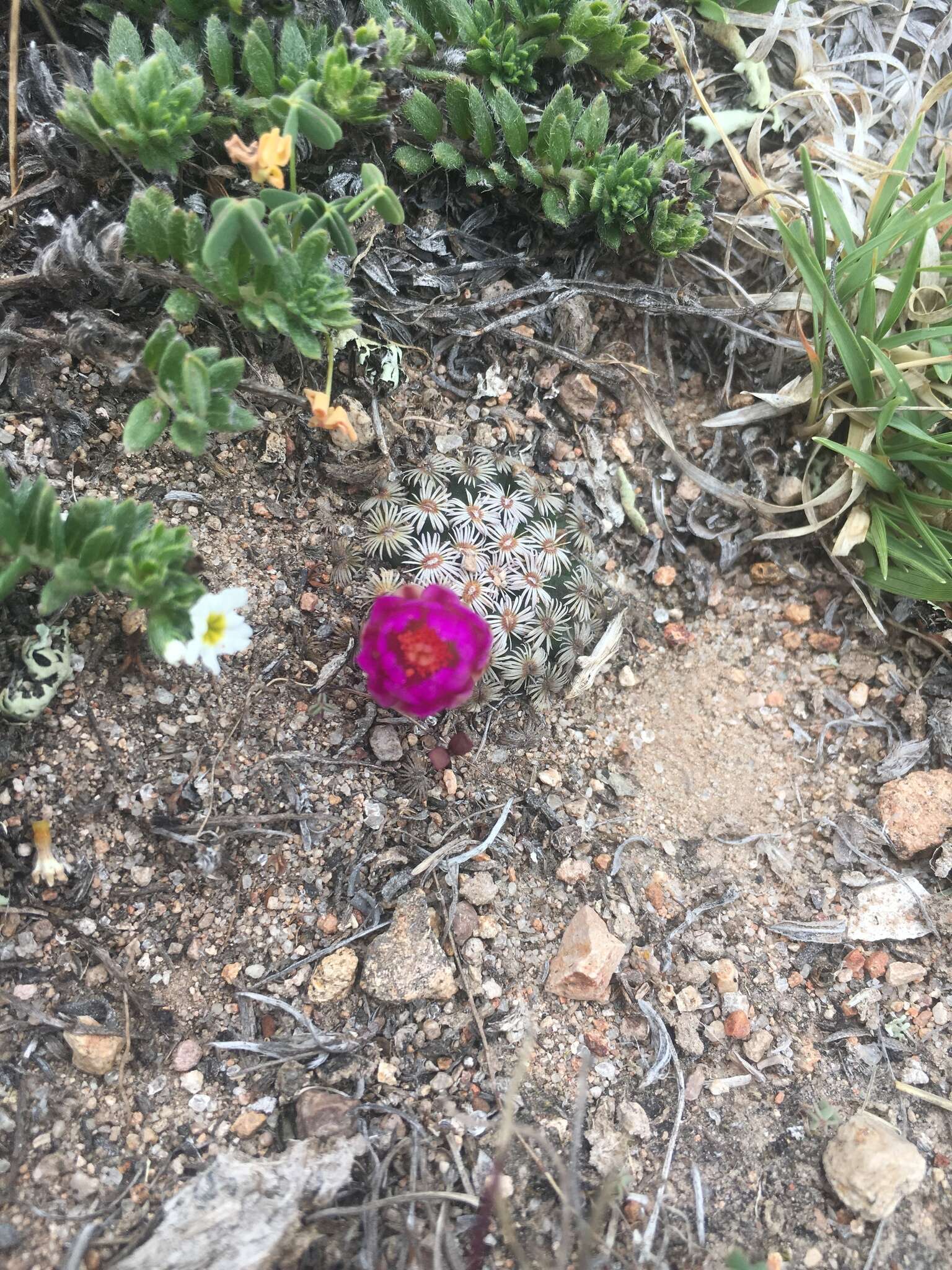 Image of Mammillaria hernandezii Glass & R. A. Foster