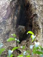 Image of Randrianasolo's Sportive Lemur