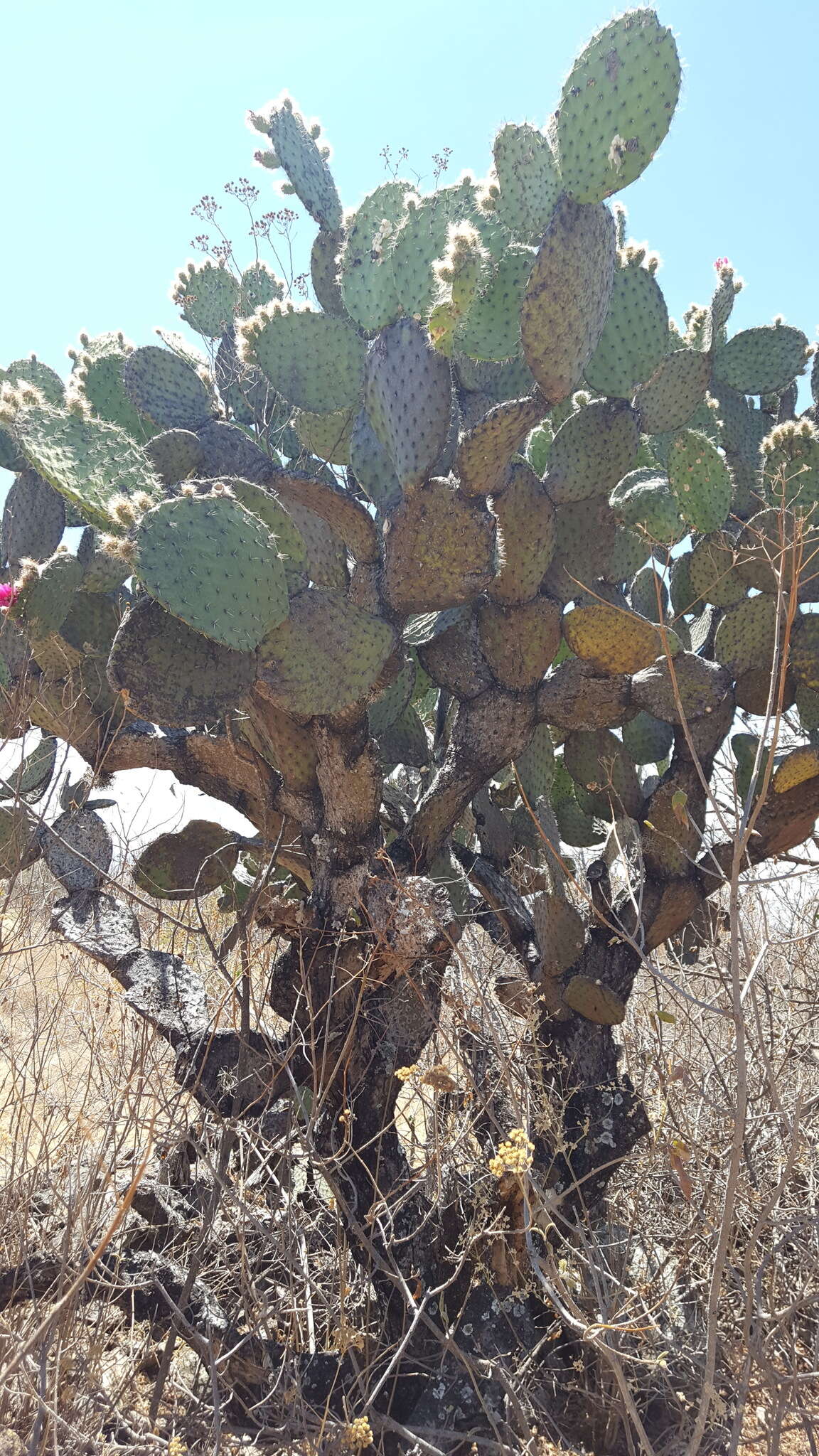 Image of Opuntia pilifera F. A. C. Weber