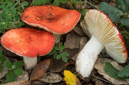 Image of Russula carminipes J. Blum 1954