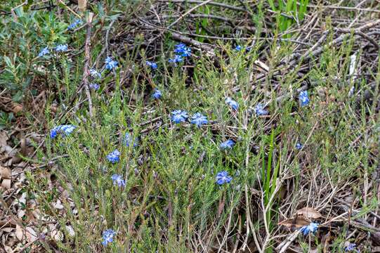 Image of Blue Lechenaultia