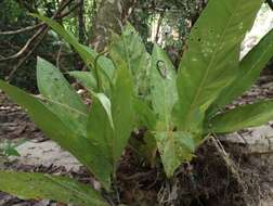 Imagem de Anthurium fatoense K. Krause