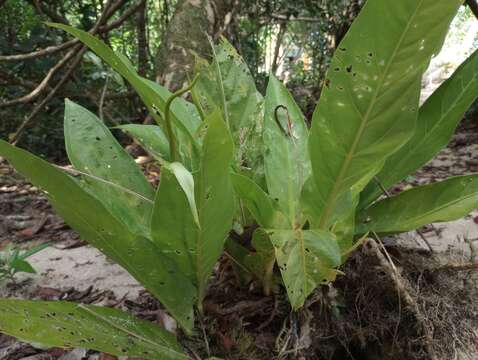 Image of Anthurium fatoense K. Krause