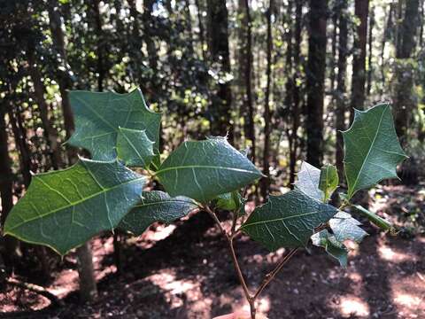 Image of Native holly