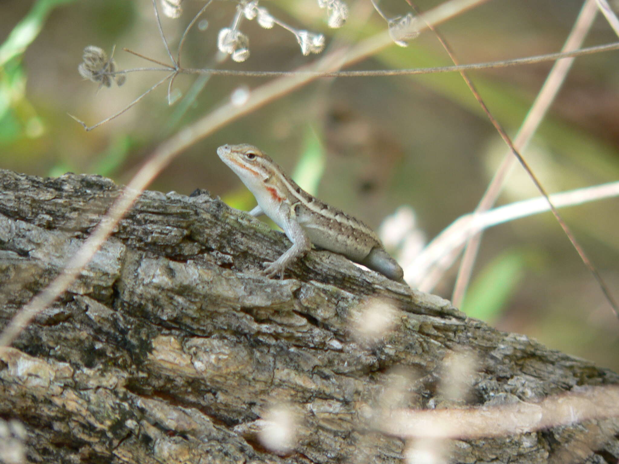 Image of Sceloporus variabilis marmoratus Hallowell 1852