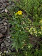 Image of treacle mustard