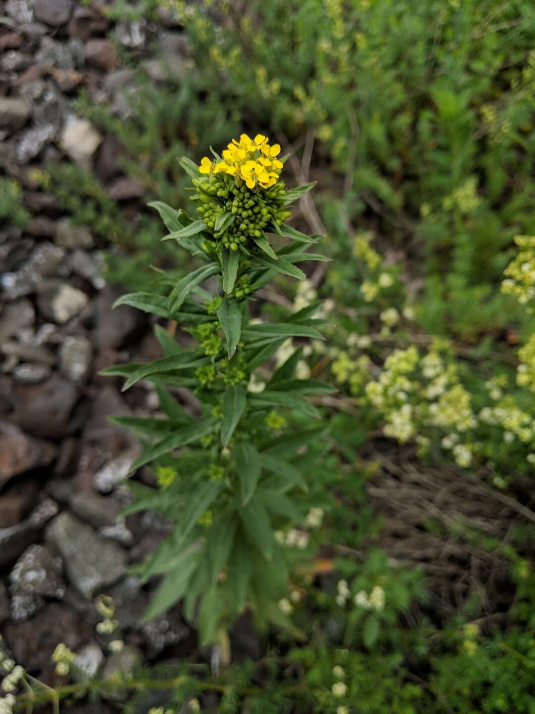 Plancia ëd Erysimum cheiranthoides L.