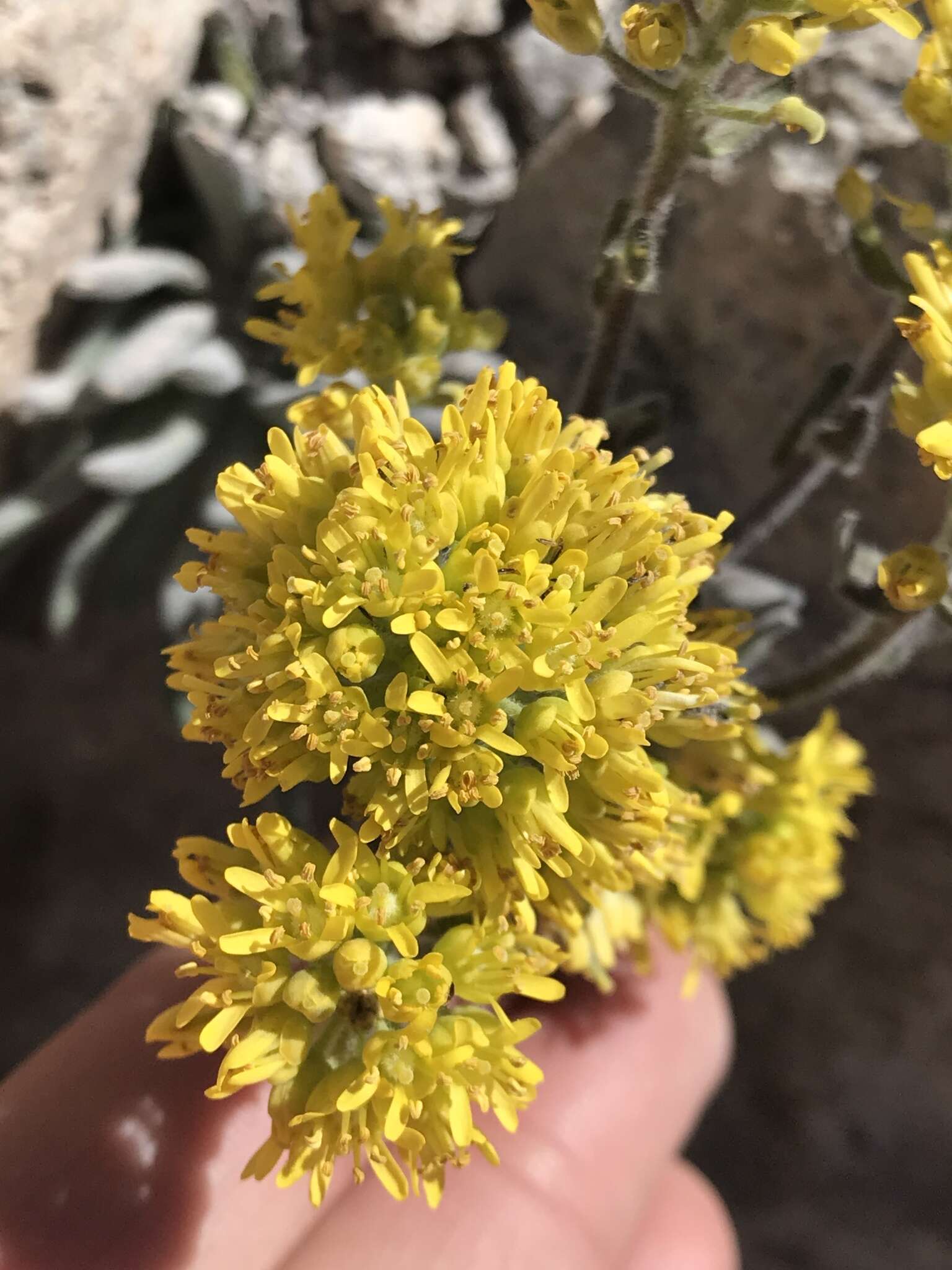 Image of Mt. Lassen draba