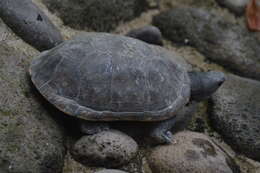 Image of Herrara’s Mud Turtle