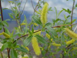 Image of Salix meyeriana Rostk. ex Willd.