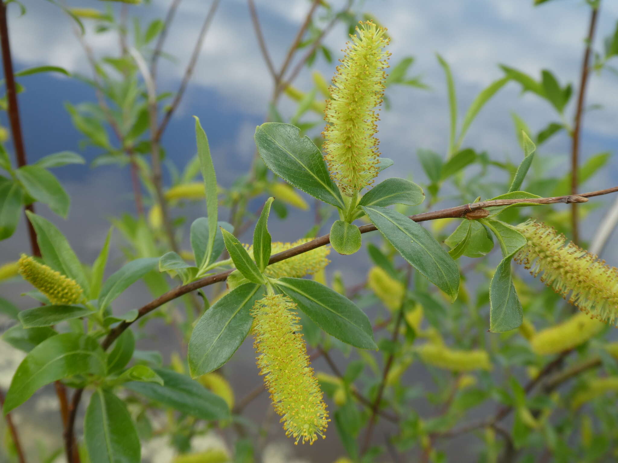 Image de Salix meyeriana Rostk. ex Willd.