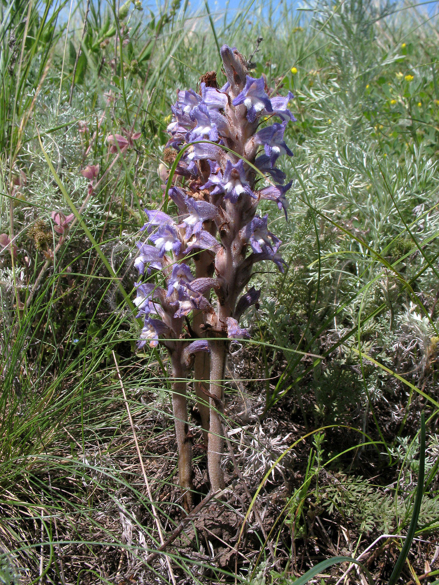 Image of Phelipanche caesia (Rchb.) Soják