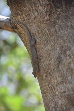 Image of Saint George Island Gecko