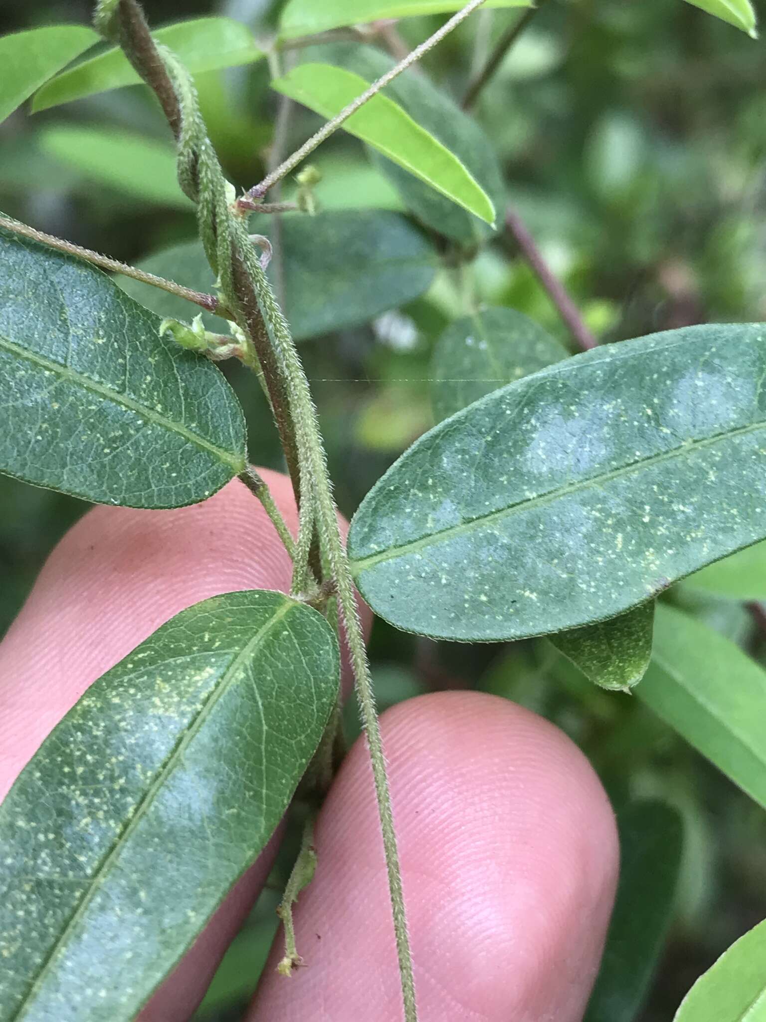 Image of downy milkpea