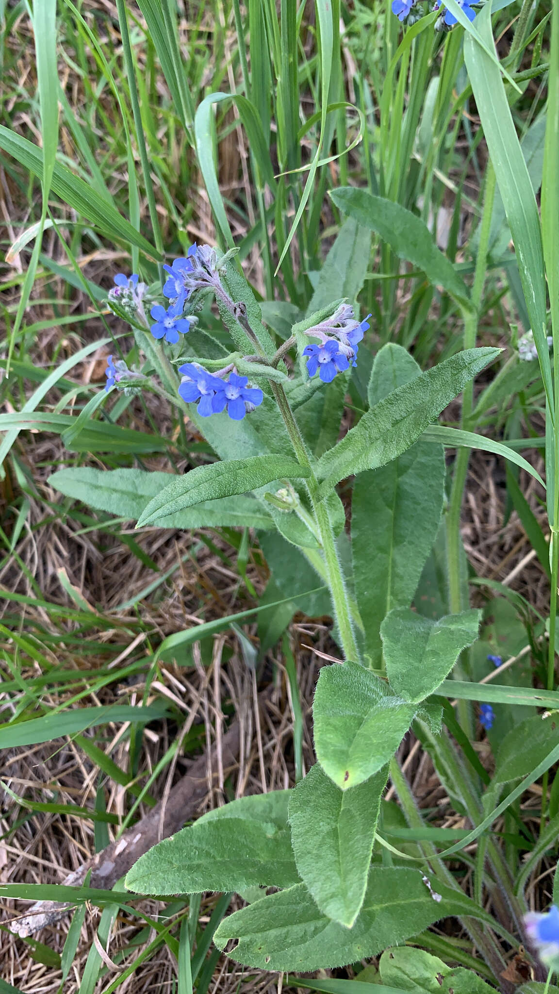 Слика од Cynoglottis