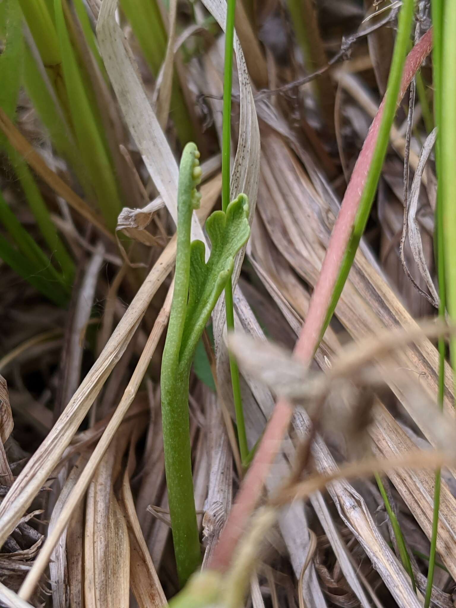 Image of Botrychium simplex subsp. simplex